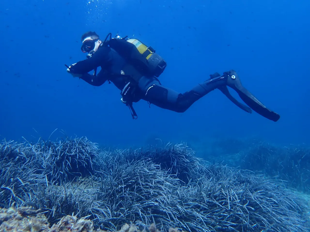 Diver swimming sideways in blue water above a seagrass meadow off Mallorca