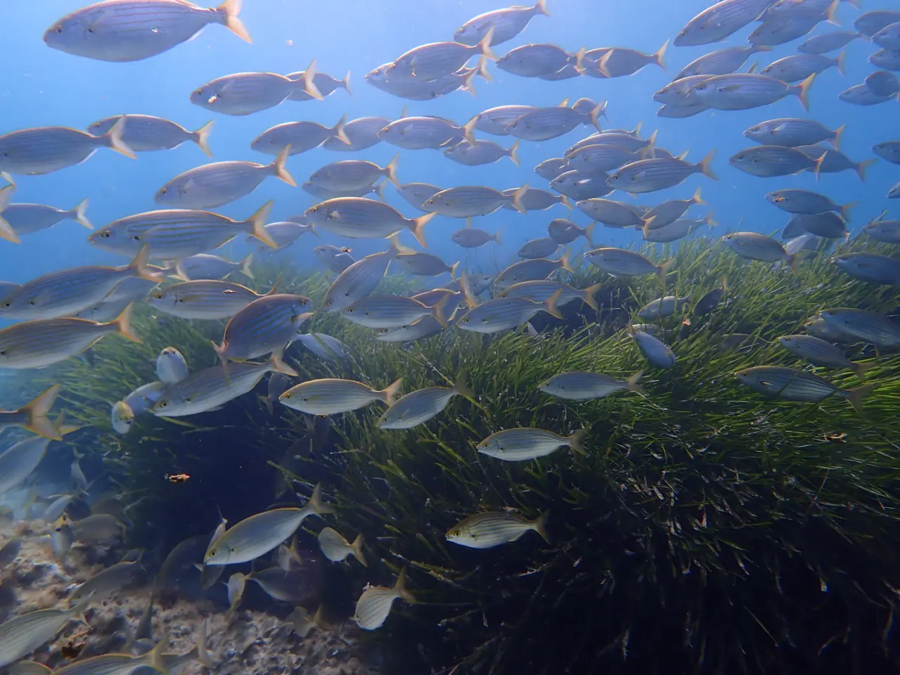 School of Mediterranean fish above Posidonia seagrass in Mallorca